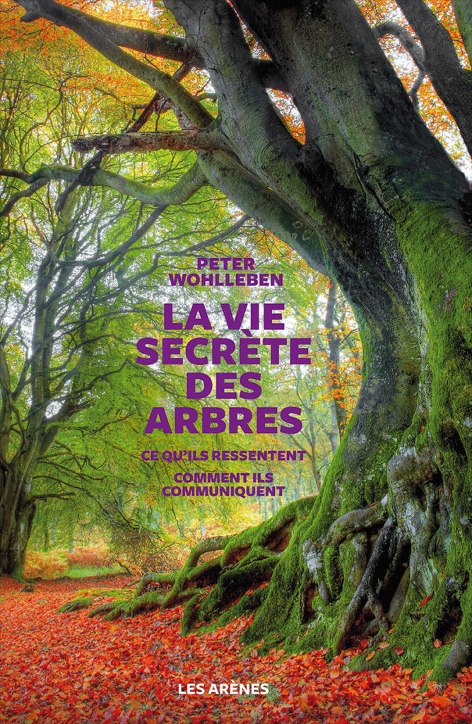 Dans Le Murmure De La Forêt Perdue À l'écoute du murmure des forêts... | Institut Iliade