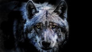 Le loup, une histoire culturelle