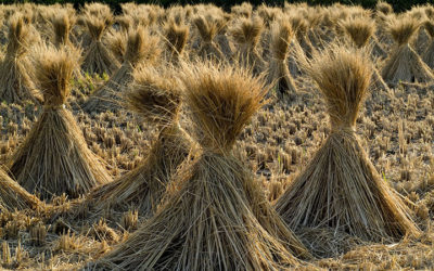 Pourquoi l’agriculture intensive nous entraîne vers le transhumanisme