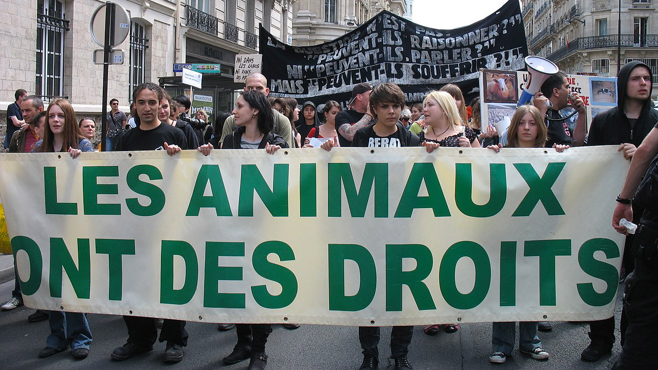 Débardeur Anti-chasse - Message « Les Petits Hommes Se Sentent Macho », Droits Des Animaux