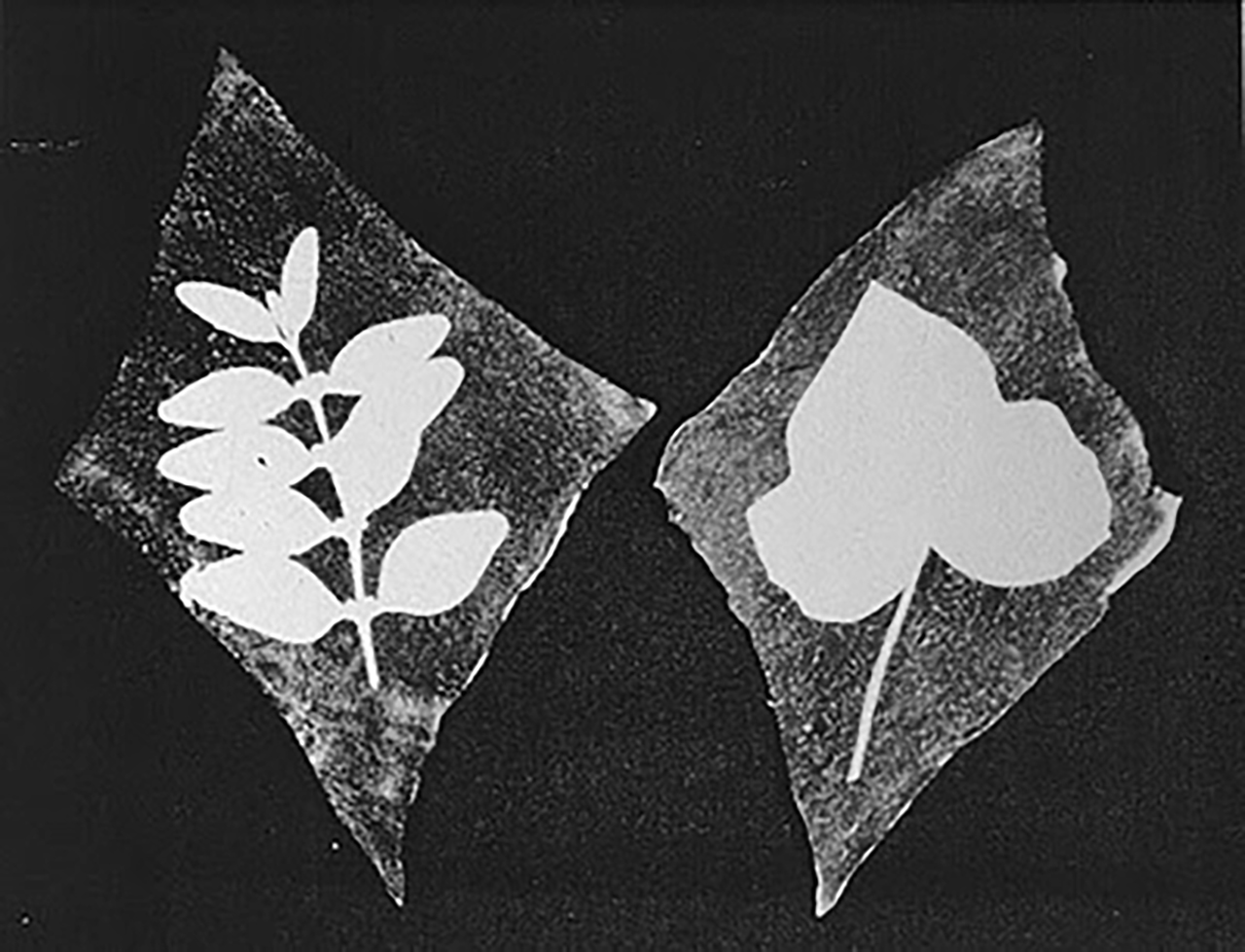 Exemple de photogramme créé par Thomas Wedgwood à partir de végétaux.
